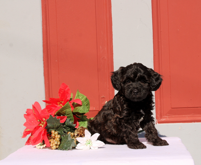 puppy, for, sale, Morkie-Poo, Matthew B. Stoltzfus, dog, breeder, Gap, PA, dog-breeder, puppy-for-sale, forsale, nearby, find, puppyfind, locator, puppylocator, aca